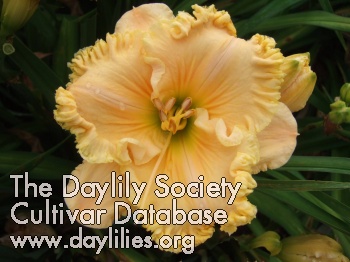 Daylily Dragon Lace